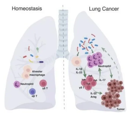 : Lung microbiota interactions with host immune system during a state of homeostasis (left) and  dysbiosis (right)