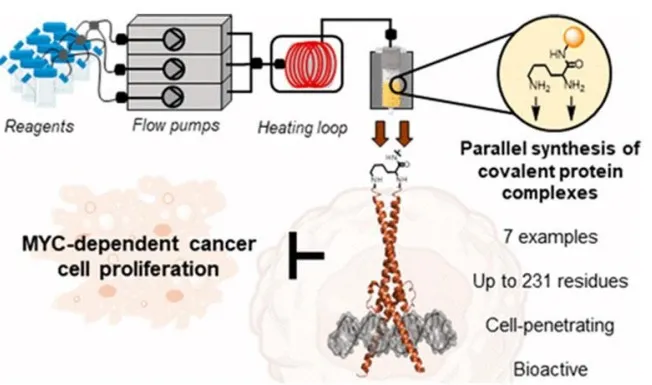 Protein molecules prepared by automated flow protein synthesis (AFPS) are designed to compete with MYC/MAX  for DNA binding sites and inhibit cancerous transcription. Inspired by the inhibitory activity of the MAX/MAX protein  molecule assembly, synthetic homo- and heterologous analogues of MYC, MAX, and Omomyc, were engineered to  inhibit MYC/MAX-dependent gene transcription.