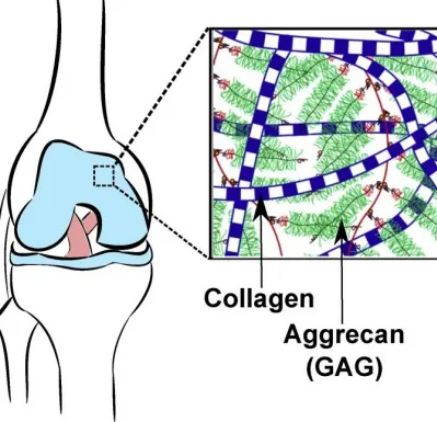 The ECM network within a knee joint.