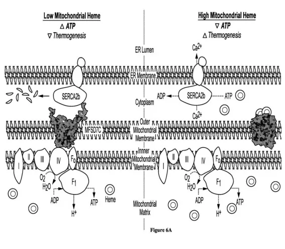 6A&B show the proposed model of MFSD7C regulating mitochondrial respiration in response to heme. Figure 6A depicts MFSD7C residing in the inner mitochondrial membrane and Figure 6B  depicts MFSD7C residing in the outer mitochondrial membrane.  When heme is low, MFSD7C interacts with the electron transport chain (ETC) components to increase  ATP synthesis and reduce thermogenesis through coupled mitochondrial respiration. 