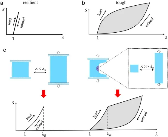 Fig. 1. Schematics of the design principle for tough and resilient hydrogels: (a) Resilience material requires low mechanical dissipation under deformation, indicated by small hysteresis in the stress–strain curve. (b) Tough material requires high dissipation during crack propagation in it, indicated by large hysteresis in the stress–strain curve. (c) Resilient and tough hydrogel can be designed with delayed dissipation. The hydrogel is resilient when deformed within a resilient domain λR, but significantly