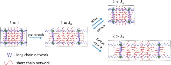 Fig. 2. Schematics of a practical method to implement the design principle by controlling damage of interpenetrating-network hydrogels. The pre-stretch will damage the short-chain network in the hydrogels to controlled degrees. If the pre-stretched hydrogel is further deformed within the range of λR, it will be resilient. If the sequent deformation is beyond the range of λR, more chains in the short-chain network can be fractured to further dissipate mechanical energy.