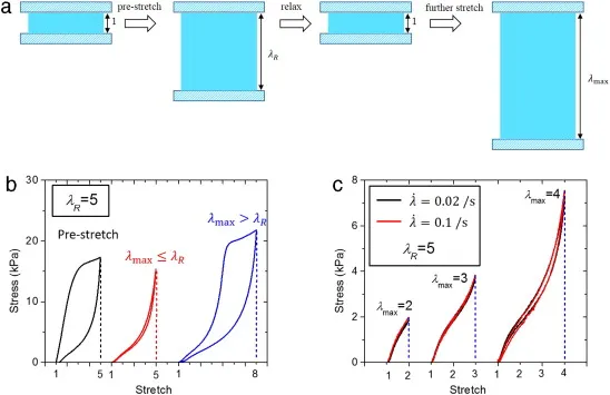 Fig. 3. Experimental validation of the design principle and method with PAAm–alginate hydrogel. (a) Schematics of the pre-stretch and further deformation of the hydrogel sample; (b) Stress vs. stretch curves of the sample pre-stretched to λR=5 and further stretched to λmax=5 and 8, respectively. (c) Stress vs. stretch curves of the sample with λR=5 stretched to λmax=2, 3 and 4, at different rates.