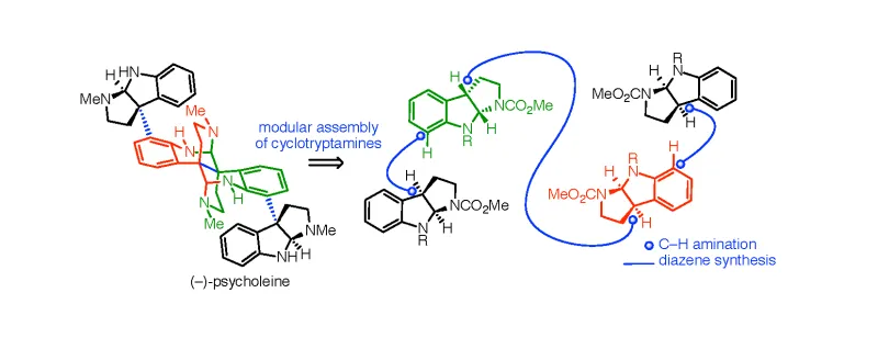 Synthesis of oligocyclotryptamines 