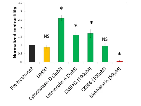 Treatment of skeletal muscle tissue with actin disrupters increase muscle contractility within hours, while actin stabilizers contribute no change or decrease muscle contractility.