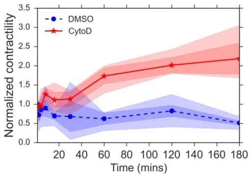 Treatment of skeletal muscle tissue with an actin disrupter rapidly increases contractility.