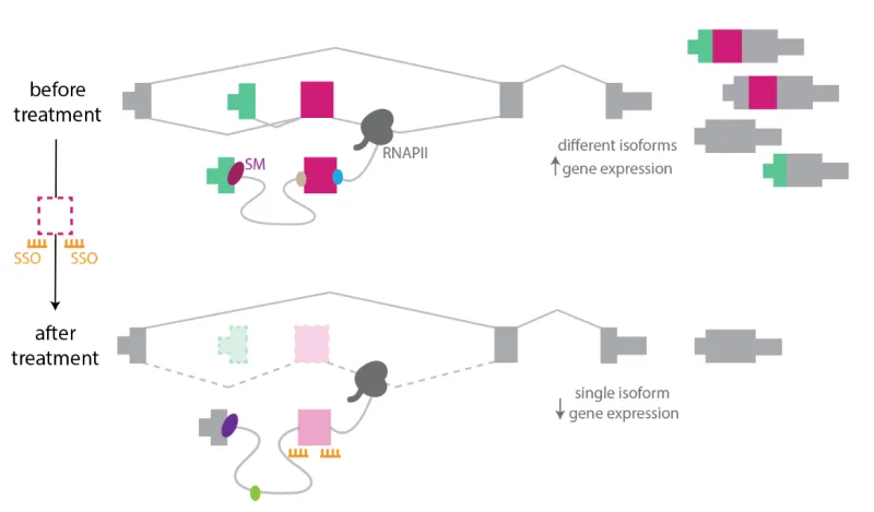 Inhibition of splicing site using SSO results in skipping of exons, inhibiting transcription of associated mRNA isoforms and downregulation of the gene.