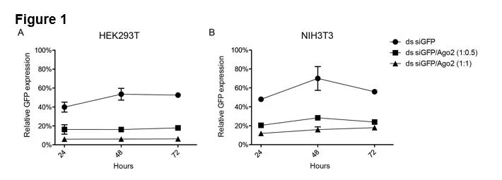 Codelivering double stranded (ds) siRNA with recombinant Ago2 results in superior silencing of GFP expression. 20nM ds siRNA against GFP (siGFP) was transfected alone or along with Ago2 at 1:0.5 and 1:1 molar ratios in (A) HEK293T and (B) NIH3T3 cells which were modified to stably express GFP. Relative GFP levels were quantified by flow cytometry at 24, 48 and 72 hr post transfection and normalized to nontransfected GFP-expressing cells.