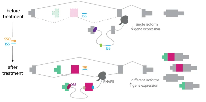 Introducing SSO targeted to an intronic splicing silencer (ISS) proximal to a skipped exon promotes exon recognition by the splicing machinery (SM). The resulting inclusion of the exon activates the proximal upstream promoter, increasing transcription of associated isoforms and enhancing gene expression.