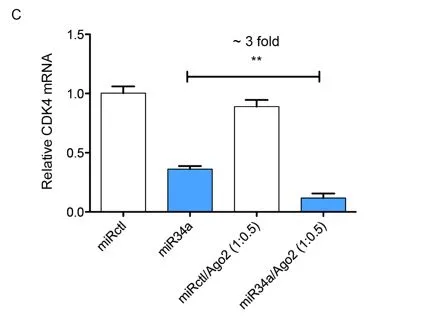 (C) To test if co-delivery of Ago2 could improve the silencing of endogenous microRNA34a targets, 20nM microRNA34a was transfected alone or along with Ago2 at 1:0.5 into ovarian cancer cells, OVCAR8. Co-delivery of Ago2 results in ~3 fold silencing of the microRNA34a target, CDK4 compared to traditional delivery of microRNA34a alone. 