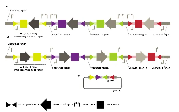 Schematic of the 4-color shufflon constructs for assessing flipping efficiencies. a) unflipped, b) flipped, and c) schematic of the gBlock (all flipped amplicons) cloned into pSET152