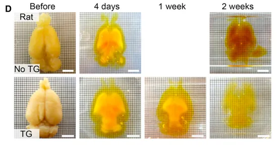 (D) High-temperature (80C) clearing of whole rat brain with and without TG. Scale bars, 6 mm.