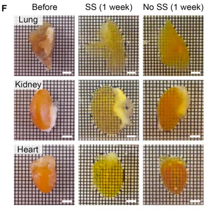 (F) Rapid clearing of various organs at 80C with and without 50 mM SS. Cleared rat spinal cord is not RI-matched. Scale bars, 3 mm