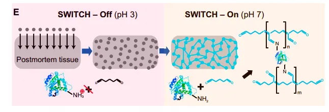 (E) Schematic diagram illustrating the process of scalable and uniform tissue-gel formation without perfusion using SWITCH. GA molecules diffuse into an intact tissue without reacting with biomolecules in pH 3 buffer (SWITCH-Off step). When GA is uniformly dispersed throughout the tissue, the sample is moved to pH 7 buffer (SWITCH-On step) to initiate global gelation/fixation and achieve uniform tissue preservation.