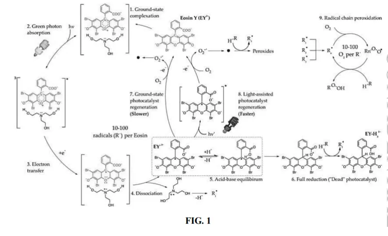 Mechanism of light-assisted Eosin Y photocatalyst regeneration. 