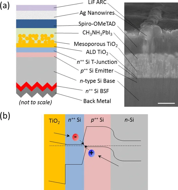 FIG. 1. (a) The device structure of a 2-terminal monolithically grown perovskite/Si multijunction solar cell with an n-type Si base. The polished SEM image is taken at 45° tilt to show the Ag nanowire mesh (500 nm scale bar). (b) Band diagram of the perovskite/silicon cell interface showing the charge-transport mechanism around the Si tunnel junction.