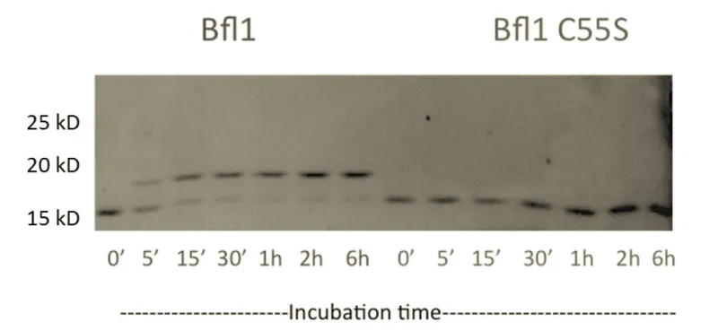 Image of a covalent binding assay.