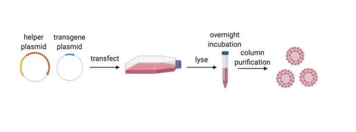 Figure 2: Schematic showing one example of how the HPV vectors may be produced and purified. 