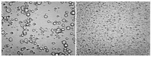 Raw milk (a - left) and processed milk (b - right) viewed under an optical microscope with 40X magnification (The two images are at the same scale.)