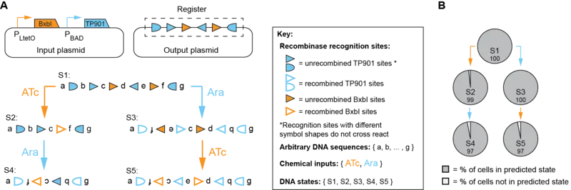 Implementing a 2-input, 5-state cellular state machine