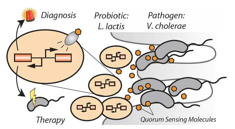 Genetically engineered probiotics for the detection and treatment of cholera