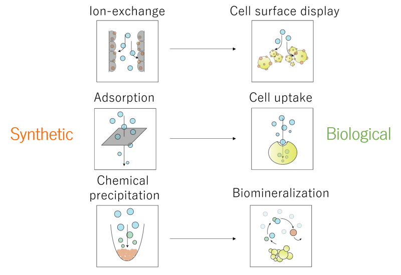 Synthetic vs. Biological Metal Remediation